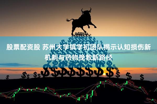 股票配资股 苏州大学镇学初团队揭示认知损伤新机制与药物挽救新路径